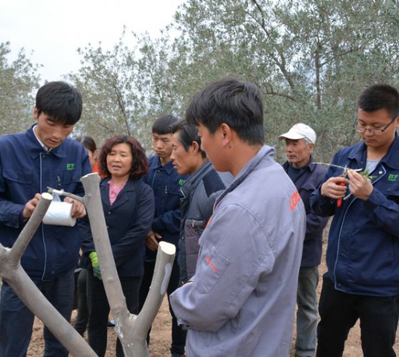 公司從產(chǎn)業(yè)鏈起始端著手，引進(jìn)良種優(yōu)苗，繁育基地苗圃，優(yōu)化樹(shù)種，以?xún)?yōu)質(zhì)的橄欖樹(shù)苗為生產(chǎn)特級(jí)初榨橄欖油提供基礎(chǔ)保障。在以自建萬(wàn)畝國(guó)家標(biāo)準(zhǔn)化油橄欖..